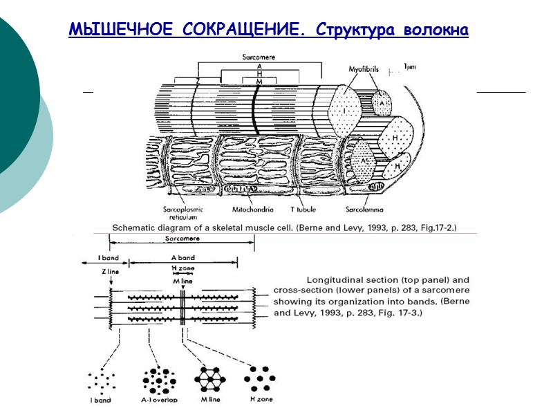 МЫШЕЧНОЕ СОКРАЩЕНИЕ. Структура волокна